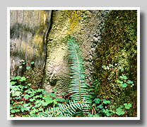 Fern, Flowers, & Lichen-Covered Rewood Stump