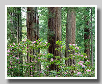 Five Redwoods & Flowering Rhododendrons