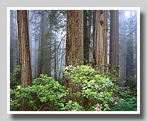 Foggy Redwood Forest With Flowering Rhododendron