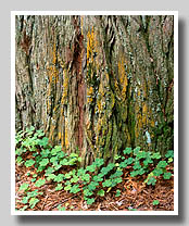 Redwood Sorrel & Orange Lichen-Covered Redwood