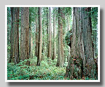 Large Burly Redwood & Forest Beyond