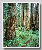 Giant Redwoods & Trail Through Sorrel