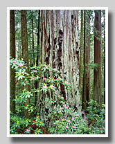 Large Redwood & Rhododendron