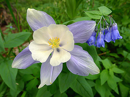 colorado flowers wildflowers columbine bluebell