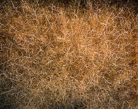 Frosty Golden Grass Abstract
