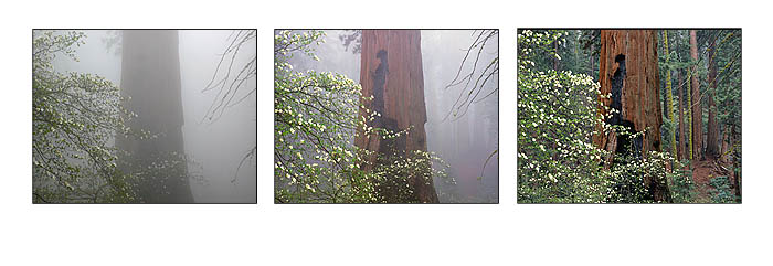 Foggy Sequoia Forest Flowering Dogwood Triptych