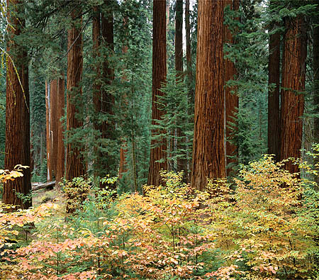 Autumn pacific dogwoods in giant sequoia grove