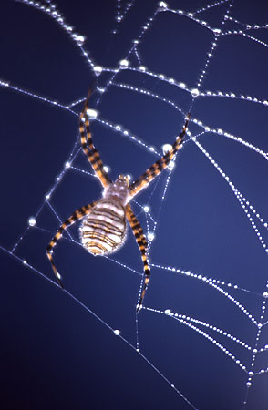 Spyder On Dew-Covered Web