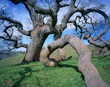 Twisted Valley Oak Tree
