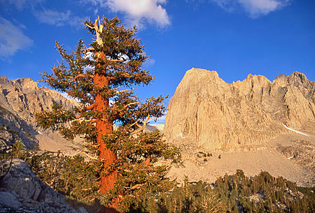 Foxtail Pine Tree & Ericsson Crags