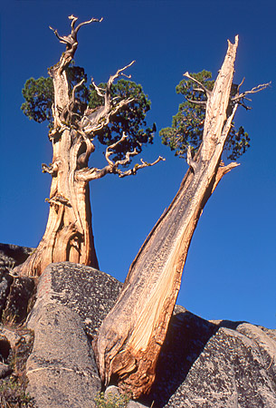 Twin Sierra Junipers Against Blue Sky