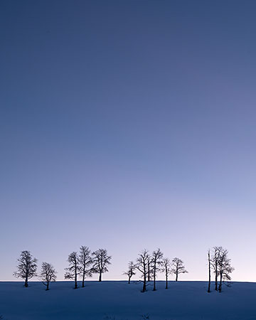lone aspen grove snow twilight