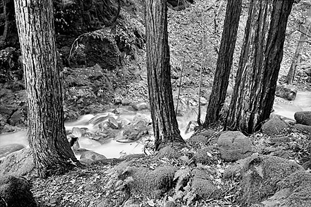 Four Redwood Trees Santa Cruz Mountains