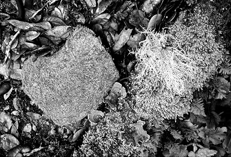 Lichen, Moss, Rock, Castle Rock State Park