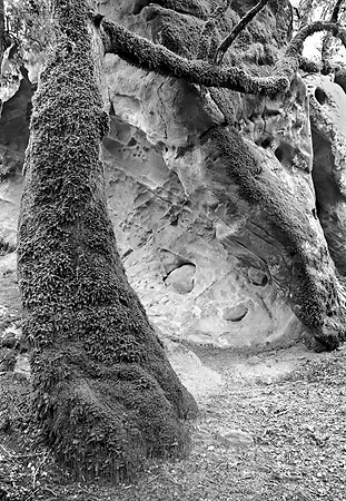 Tree and Sandstone Formation, Castle Rock state park